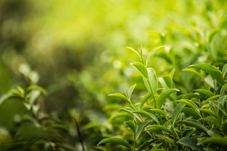 leaf green tea in the farm in the morningの写真素材