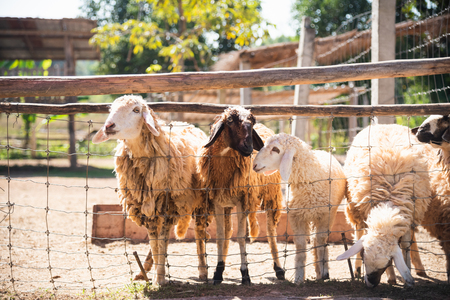 sheep in the cage at the zooの写真素材