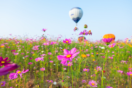balloon in the cosmos flowers farmの写真素材