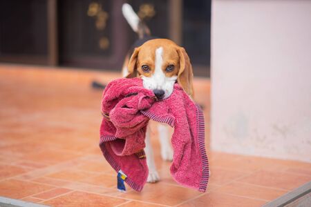portrait of cute puppy beagleの写真素材
