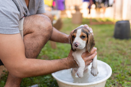 cute puppy beagle taking a shower with owner