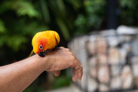 beautiful parrot bird on man's handの写真素材