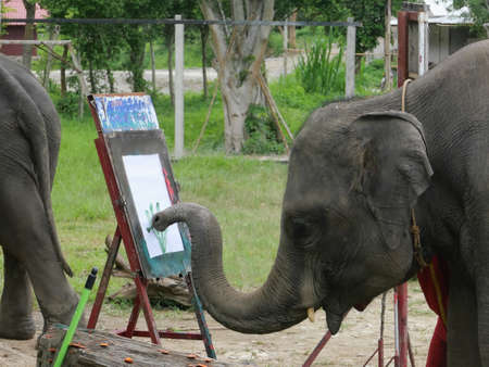 28 June 2020, Elephant Farm Kariang roum mit in the north of Thailand, Chiang rai. Thailandのeditorial素材