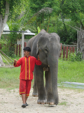 28 June 2020, Elephant Farm Kariang roum mit in the north of Thailand, Chiang rai. Thailandのeditorial素材