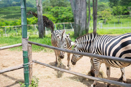 giraffe and zebra standing in the cage at the zooの写真素材