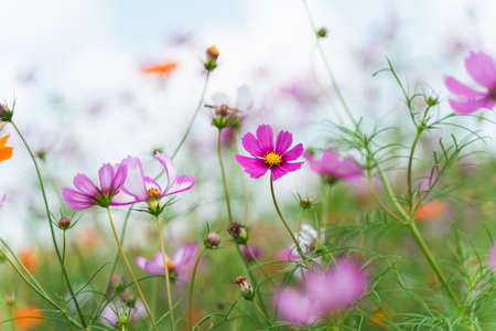 cosmos flowers in the flower garden, nature flowers conceptの写真素材