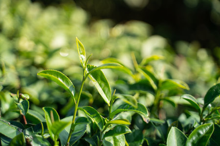 green tea leaves in the morning at tea farm chiang rai. Thailandの写真素材
