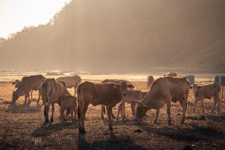 landscape animals concept, group of cows eating on the field mountain sunriseの写真素材