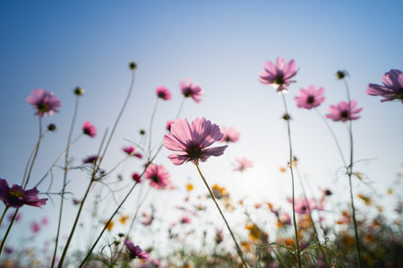 cosmos flowers in the garden, nature flowers conceptの写真素材