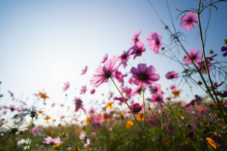 cosmos flowers in the garden, nature flowers conceptの写真素材