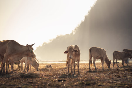 landscape animals concept, group of cows eating on the field mountain sunrise