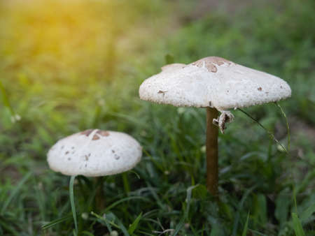 close up of white mushrooms on the lawnの写真素材