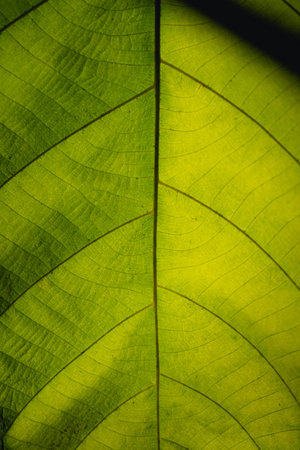 Nature of green leaf in beautiful garden. Natural green leaves plants background cover page...
