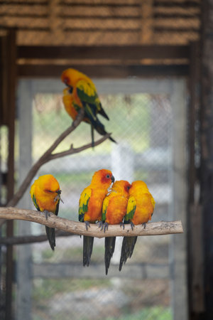lovebirds little cute parrots with short tail making happy noisy high tone beaks in the cage at the zooの写真素材