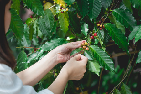 Woman's hands harvesting ripe Red coffee bean berry plant fresh seed coffee tree growth green eco organic farm. Red ripe seed robusta arabica berries harvest coffee garden. Coffee bean tree concept.の写真素材