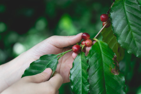 Woman's hands harvesting ripe Red coffee bean berry plant fresh seed coffee tree growth green eco organic farm. Red ripe seed robusta arabica berries harvest coffee garden. Coffee bean tree concept.の写真素材