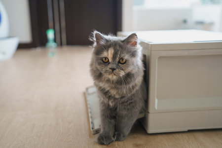 Persian cat looking at the camera and lying on the floor at home, mixed breed cat is a cross between two cat breeds or a purebred cat and a domestic cat. Animal cats concept.の写真素材