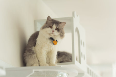 Persian cat looking at the camera and lying on the floor at home, mixed breed cat is a cross between breeds or a purebred cat and a domestic cat. Animal cats concept.の写真素材