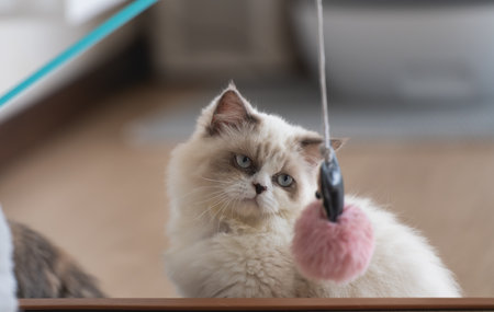 Persian cat looking at the camera and lying on the floor at home, mixed breed cat is a cross between breeds or a purebred cat and a domestic cat. Animal cats concept.の写真素材