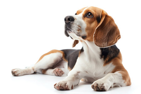 Beagle dog lies down isolated on a white background, gazing with a gentle expression. Beagle dog studio lighting concept.の素材