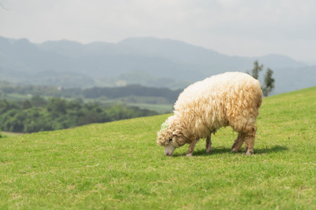 A sheep is grazing on a lush green field. The sheep is white and has a green tag on its ear. The...