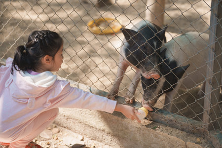 Asian young girl joyfully feeds adorable pigs at a farm, capturing the joyful interaction between...