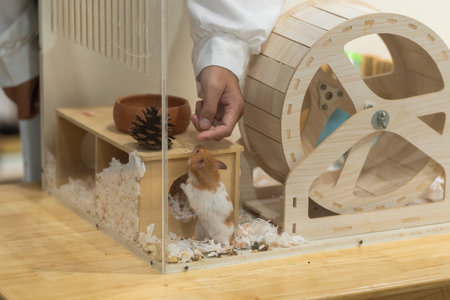 Cute hamster exploring a wooden cage with exercise wheel, pine cone, and food bowl in a cozy indoor environment, with a human hand offering a snackの写真素材