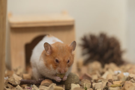 Cute hamster sitting on wooden chips, with small house, enjoying a snack in a cozy habitat, showcasing adorable pet life and nature connectionの写真素材