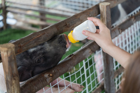 Person Feeding Baby Pig with Milk Bottle in Farmyard, Close Up of Hand and Piglet, Rural Life, Animal Care, Joyful Interaction with Livestockの写真素材
