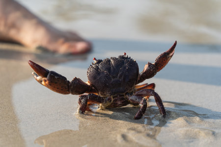Close-Up View of a Dark Brown Crab in Shallow Water Near a Human Foot on Sandy Beach During Bright Daylightの写真素材