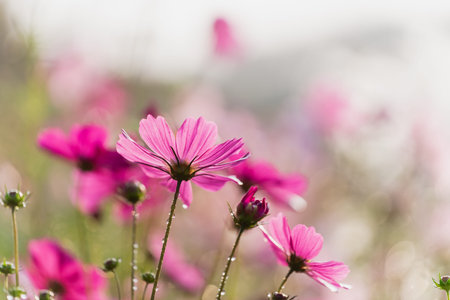 Close Up of Vibrant Pink Cosmos Flowers with Dew Drops Glimmering in Morning Light Creating a Beautiful Spring Garden Scene in Soft Focusの写真素材