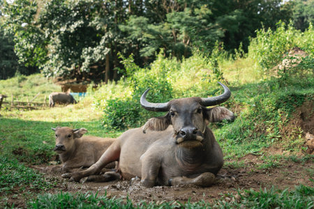 Relaxed Water Buffalo Resting in Lush Green Fields Surrounded by Nature, Showcasing Rural Life and...