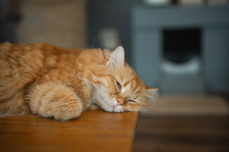 Relaxed Ginger Cat Sleeping Peacefully on Wooden Table in Cozy Indoor Environment with Soft Natural Light and Tranquil Atmosphereの写真素材