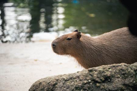 Capybara Near Water Edge Captured in Natural Habitat, Displaying Calmness and Unique Features of South American Rodent Speciesの写真素材