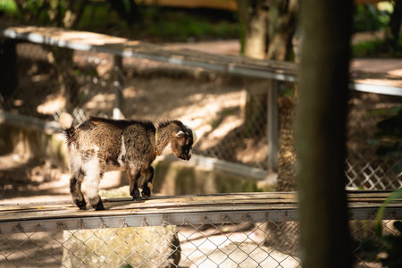 Sweet Baby Goat Walking on the Wooden Plank in a Sunny Zoo Environment Surrounded by Lush Greenery and Natural Elementsの写真素材