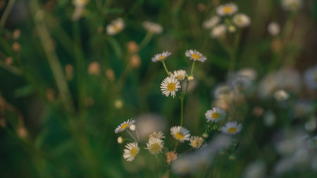 Beautiful Close-Up of Wildflowers with Delicate White Petals and Yellow Centers Against a Soft Green...