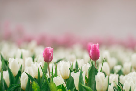 Beautiful spring garden with vibrant pink and white tulips blooming against a soft blurred background, perfect for nature and flower photographyの写真素材
