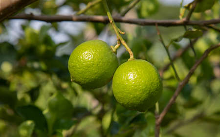 Close up shot of fresh, bright green with yellowish lemon (or lime) on the branch of tree in the organic rural garden in the northern Thailand. Fruit is ripe and ready to harvest for selling.の写真素材