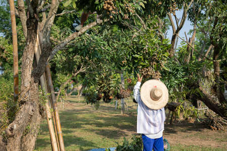 Female thai gardener is picking the sweet longan fruit in a big trees in the organic garden for selling. She wears hat and cloth to protect her skin from the sunlight in the summer.の写真素材