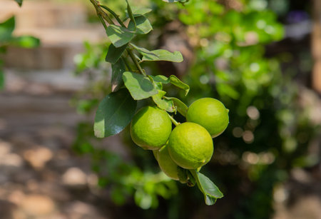 Close up shot of fresh, bright green with yellowish lemon (or lime) on the branch of tree in the...