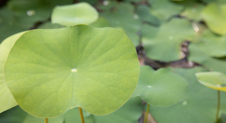 Close up shot with selective focus, blurred background and copy space of beautiful and bright lotus...