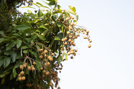 Longan tree in organic garden in rural area of the northern part of thailand with mature and sweet...