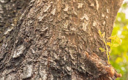 Selective focus and perspective view of new young green branches growing on the old tree with detail bark texture in the morning shows the concept of growth, freedom and hope of life and business.の写真素材