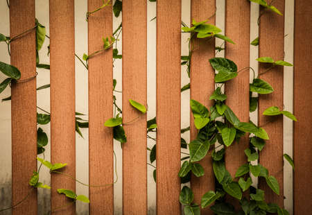 Close up and front view shot of wooden fence with the growing of climber tree outside the house shows beautiful texture and pattern of wood and tree as abstract art which can be used as background.の写真素材
