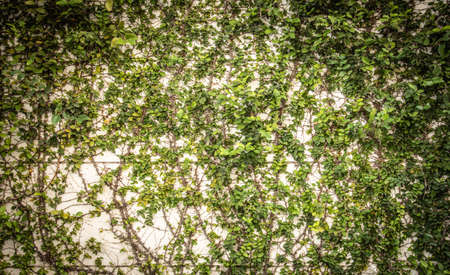 Front and close up shot of green ivy with leaves, branches and roots on the white and cream grunge wall shows the beauty of nature on retro concrete structure. It is an art background with copy space.の写真素材