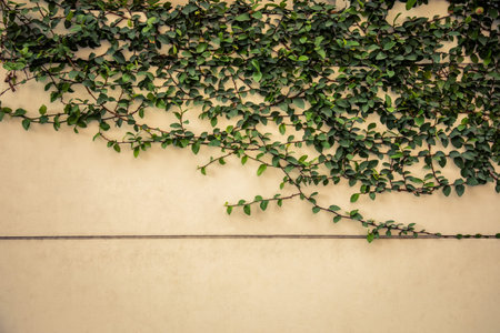 Front and close up shot of green ivy with leaves, branches and roots on the white and cream grunge...