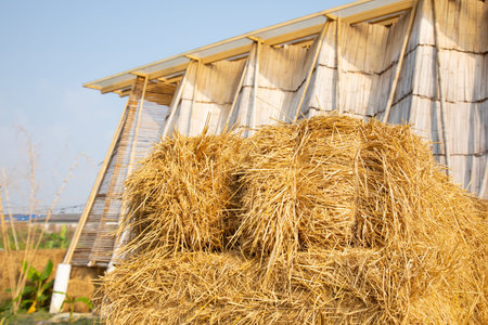 Selective focus shot of straw stack packed in rural farming area seeing wooden beautiful design barn...