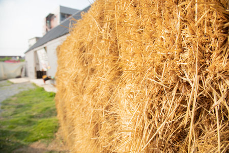 Close up and selective focus shot with copy space of straw stack packed in rural farming area seeing...