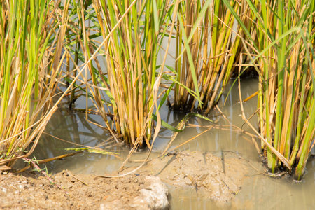 Close up and selective focus shot with copy space of ripe rice stem in the field with water and mud...