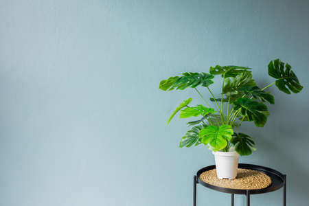 Backdrop of green-painted plaster wall decorated with beautiful leaf plant shows tropical style, minimalist and modern decoration of house or room shows natural, environmental and comfortable feeling.の写真素材